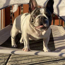 Gucci - French Bulldog