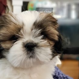 Shih Tzu Puppies from Delight Kennel