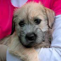 Glen of Imaal Terrier Puppies from Liberty's Glen of Imaal Terriers