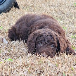 Goldendoodle Puppies from Lucky's Doodlez