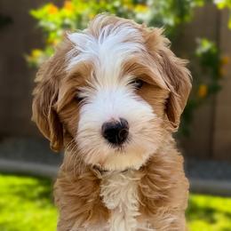 Sedona - Red female Bernedoodle puppy in Gilbert, Arizona from 5280 Bernedoodles
