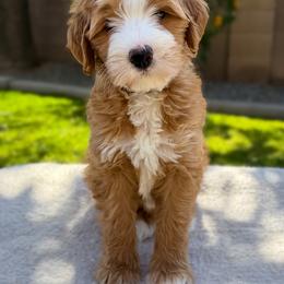 Sedona - Red female Bernedoodle puppy in Gilbert, Arizona from 5280 Bernedoodles
