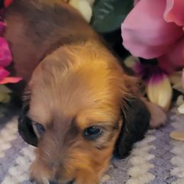 Dachshund Puppies from CLARK'S BREEDING PROGRAM