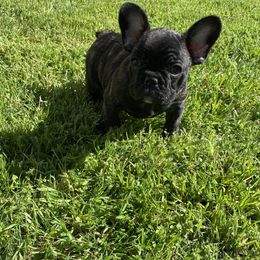 French Bulldog Puppies from Angie's French Bulldogs