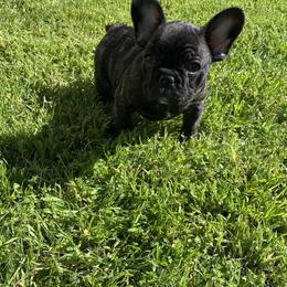 French Bulldog Puppies from Angie's French Bulldogs
