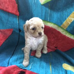 Cockapoo Puppies from Rouffman Doodles