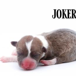 Joker - Sable male Pembroke Welsh Corgi puppy in Star City, Arkansas from Say When Corgi Co.