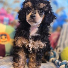 Asher phantom - Phantom male Poodle puppy in Wittmann, Arizona from Marlees Puppies 1