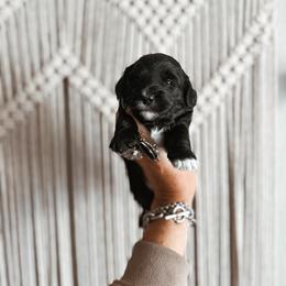 Marshmallow - Black and white female Bernedoodle puppy in Shingle Springs, California from Kindred Oak Goldendoodles