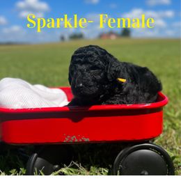 Sparkle (Yellow) - Black female Poodle puppy in West Monroe, Louisiana from Diamond M Poodles and Doodles