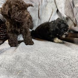 Mal-Shi, Maltese, Maltipoo, Poodle, and Shih Tzu Puppies from Joy-Fur Puppies