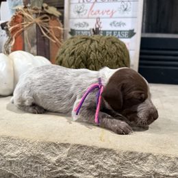 Pink purple - Liver roan female German Shorthaired Pointer puppy in Huntington, Texas from B&B GSP’S