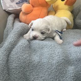 Forrest - White male Coton de Tulear puppy in Ludington, Michigan from Cotten's Sunset Kennels