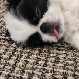 Japanese Chin Puppies from Chin Babies