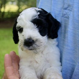 Patches - Black male Labradoodle puppy in Dothan, Alabama from Circle City Labradoodles