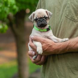Boy 1 - male Pug puppy in Spokane, Washington from Sweet Mercy Farm