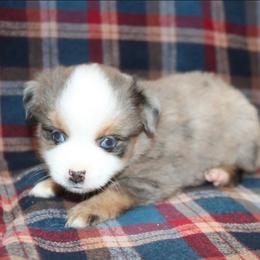 Small Toy Blue Merle Female - Blue merle female Toy Australian Shepherd puppy in Leighton, Alabama from Isbell Land & Livestock, LLC