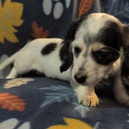 Blueberry the Black and Cream Piebald. - Piebald male Dachshund puppy in Pelion, South Carolina from Doitsujin Dachshunds