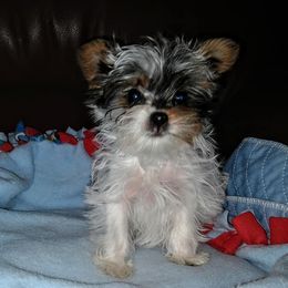 Yorkshire Terrier Puppies from Kelly's Fur-ever Friends
