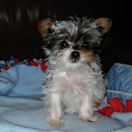 Yorkshire Terrier Puppies from Kelly's Fur-ever Friends