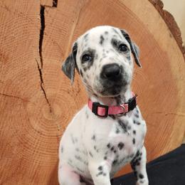 Dalmatian Puppies from Anthony's Dalmatians