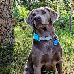 Remi - Labrador Retriever