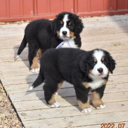 Bernese Mountain Dog Puppies from Wilderness Way Berners