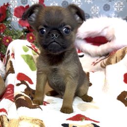 Tiny, Red Smooth Coated Dillion - Red male Brussels Griffon puppy in Arizona from Melody Lane Brussels Griffons