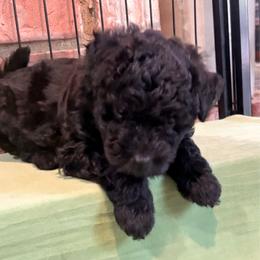 Impressive Ivy - Black female Pumi puppy in Rockbridge, Illinois from Rocklin Farms Pumi