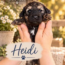 Heidi - Brown female Whoodle puppy in Knoxville, Tennessee from Fleury Farm Doodles TN