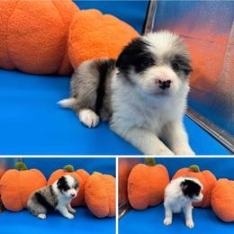 J XL 3 girl  patch left ear - Blue merle female Border Collie puppy in Apple Valley, California from Flying S Ranch Border Collies