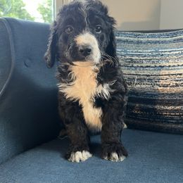 Bernedoodle Puppies from East Coast Bernedoodles