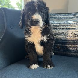 Bernedoodle Puppies from East Coast Bernedoodles