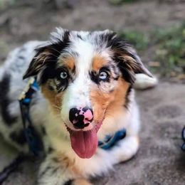Australian Shepherd Puppies from Diamond Aussies N the Rough