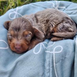 Serrano - Dapple male Dachshund puppy in Anderson, California from Plum Fields Dachshunds