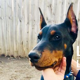 Lucky Luciano - Black and rust Doberman Pinscher puppy in Columbus, Ohio from Von Schaaf Haus DuPree
