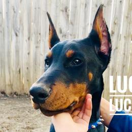 Lucky Luciano - Black and rust Doberman Pinscher puppy in Columbus, Ohio from Von Schaaf Haus DuPree