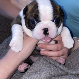 Boston Terrier Puppies from Stewie’s Bostons