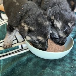 German Shepherd Puppies from Gems German Shepherd Dog Puppies