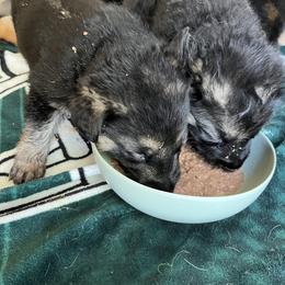 German Shepherd Puppies from Gems German Shepherd Dog Puppies