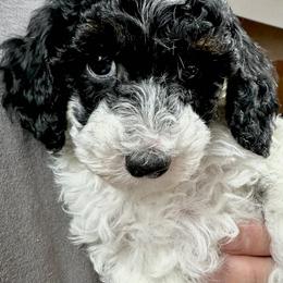 Arrow - Parti male Poodle puppy in Stanley, Wisconsin from McJare's Puppy Palace