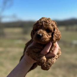Cockapoo Puppies from Ouachita River Cockapoos
