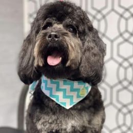 Aussiedoodle Puppies from Johnson’s Highland Pride Aussiedoodles