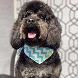 Aussiedoodle Puppies from Johnson’s Highland Pride Aussiedoodles