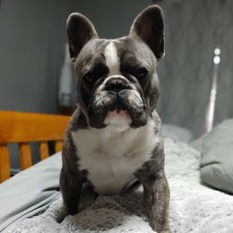 Neko - French Bulldog