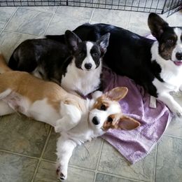 Cardigan Welsh Corgi Puppies from Hurrikane Cardigans
