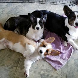 Cardigan Welsh Corgi Puppies from Hurrikane Cardigans