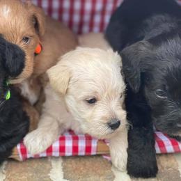 Goldendoodles from Cape Fear Doodles