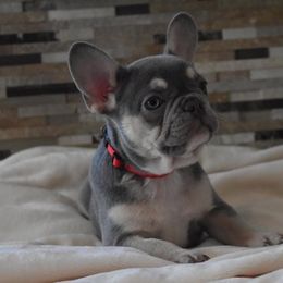 Bulldog and French Bulldog Puppies from Raise The Woof Bulldogs