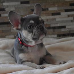 Bulldog and French Bulldog Puppies from Raise The Woof Bulldogs